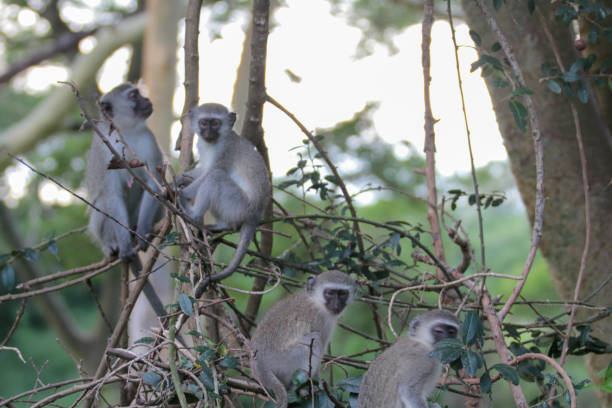Vervet monkey are an \