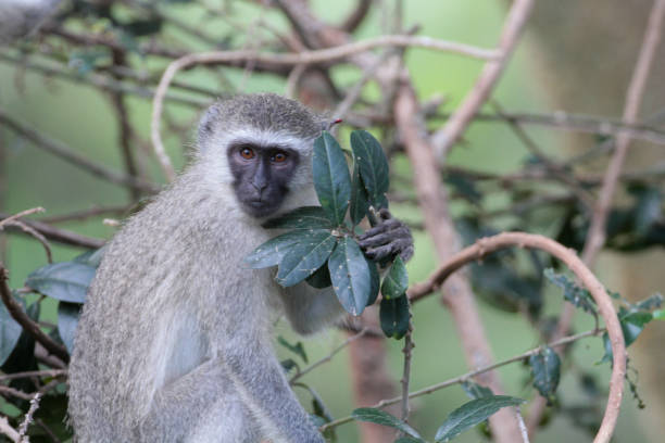 istock Vervet Monkeys, South Africa 2177493534