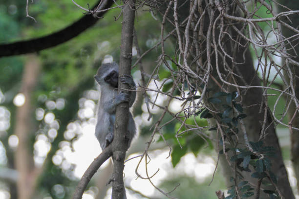 Vervet monkey are an \