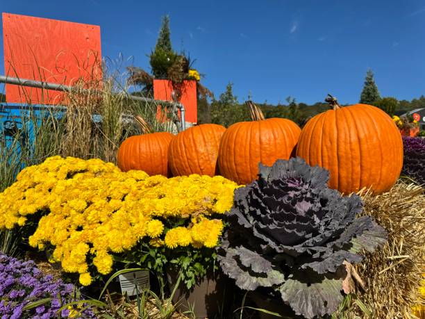 istock Pumpkins at a fair in Canada 2177497910