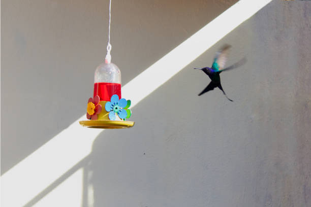 Swallow-tailed Hummingbird (Eupetomena macroura), cautiously flying towards a plastic feeder, to sip nectar - POA,  SAO PAULO,  BRAZIL .