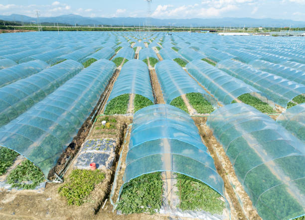 istock Asian Greenhouse Planting Base 2177499555