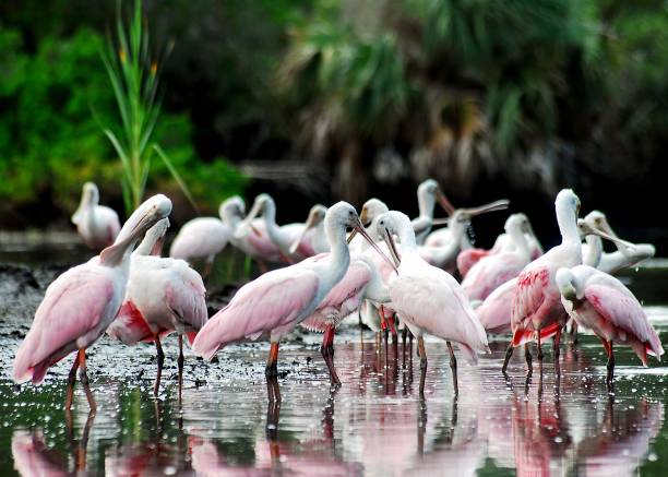istock Lunch in the Lagoon 2177499645