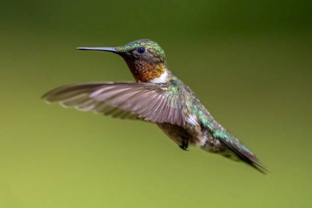 istock Ruby-throated Hummingbird flying with wings frozen 2177501000