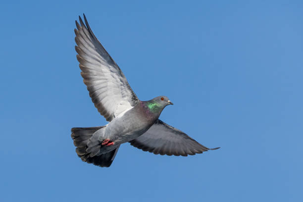 istock Feral Rock Pigeon flying with clear blue sky 2177501008