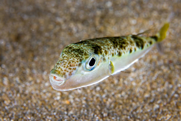 2toea Fish 2,300+ Toadfish Stock Photos, Pictures & Royalty-Free Images - iStock
