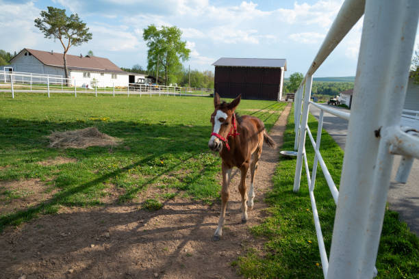 A foal on a ranch on a sunny summer day.