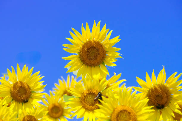 A Sunflower with a bee against blue sky.