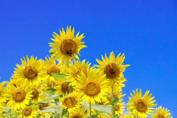 Sunflower with sunny blue sky copy space scene