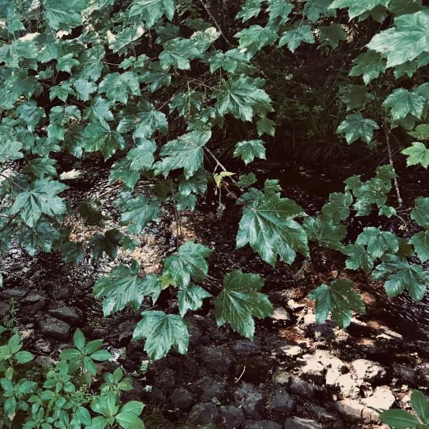 Sunlight filters through the foliage, casting dappled light on the below dense vegetation surrounding the waterway