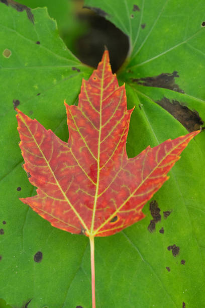 A colorful and detailed red autumn leaf on a green plant during a sunny autumn day