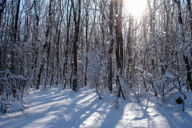 Winter landscape with snow covered forest and empty trail among snowdrifts at sunny winter day. With no people beautiful wintry natural background.