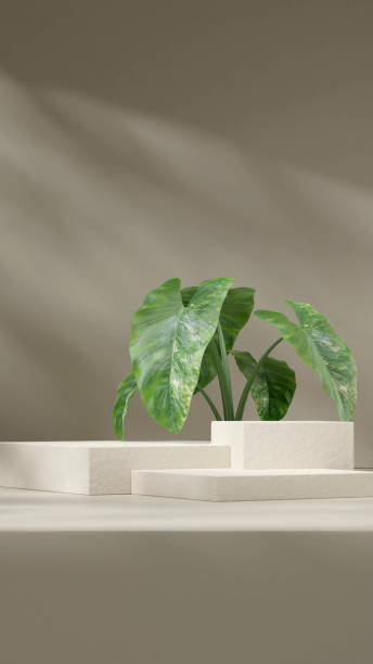 istock Mockup template 3d render image ceramic natural texture podium in portrait with green alocasia 2177506351
