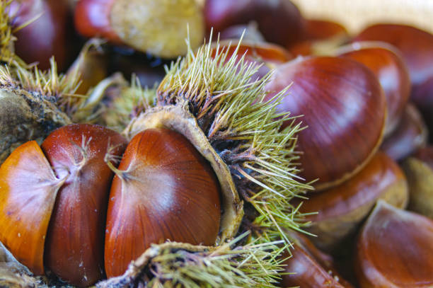 istock Autumn harvest, autumn flavors, chestnuts 2177508317