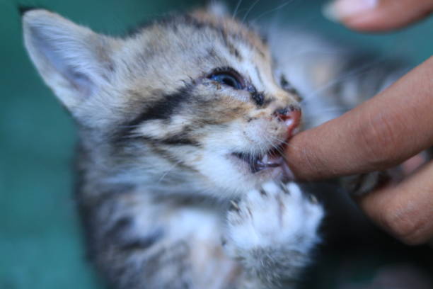 a small black kitten, there are stripes on its fur which are black, orange and white and its eyes are small and its ears are tiny. its small and cute teeth are trying to bite with the help of its small cute hands