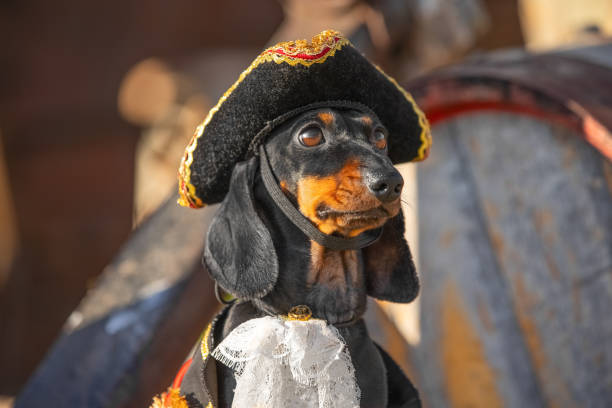 istock Dachshund pirate dog in costume 2177509420