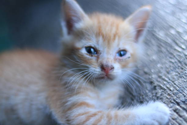 a small orange kitten, there are stripes on its fur which are black, orange and white and its eyes are small and its ears are tiny. the kitten is playing and is interested in seeing something with its fat body, the kitten is lying down