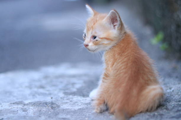 A small orange kitten, there are stripes on its fur which are black, orange and white and its eyes are small and its ears are tiny. the kitten is playing and is interested in seeing something with its fat body