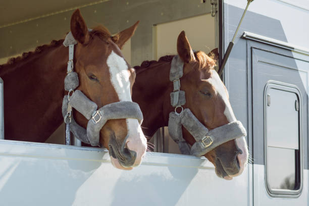 istock Transport trailer with two bored horses. Close up 2177510148