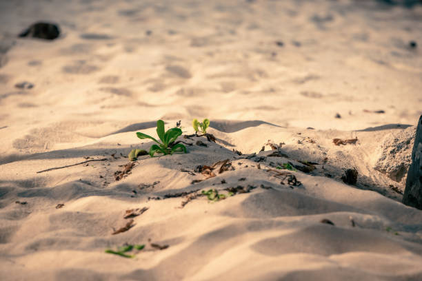 istock Horizontal photo of a soft focus sandy beach 2177511447