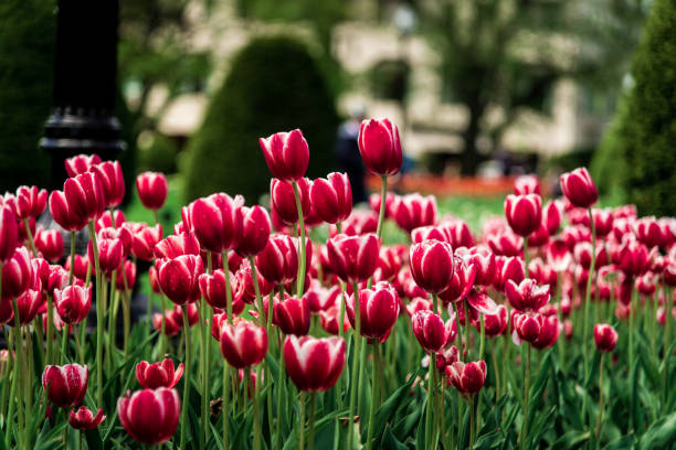 Orange Tulips with trees and lake in the background in vertical format at the Ottawa Tulip Festival in Commissioners Park, Ottawa,Canada