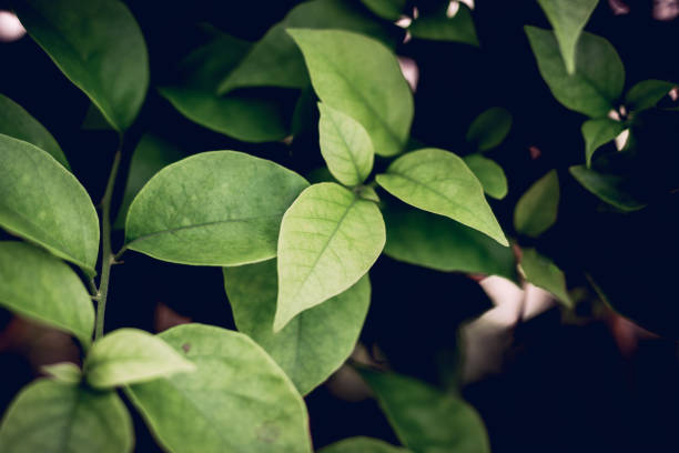 Close up green leaves and dark background