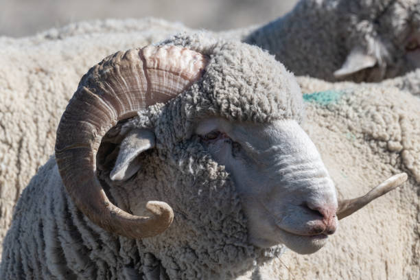 Closeup merino horn and head in the barn, full frame horizontal composition