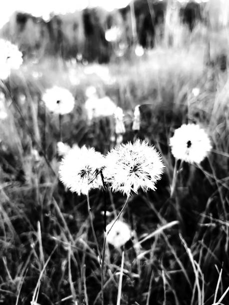 Beautiful dandelion flower rendered in black and white and with white background