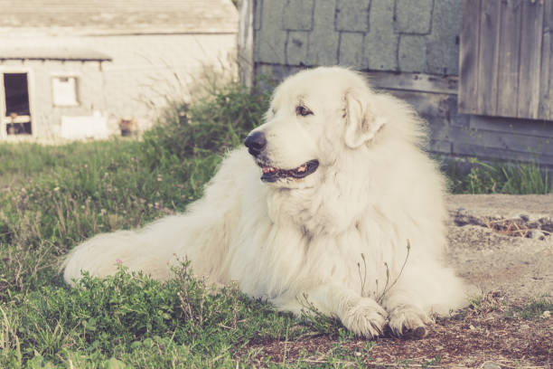 Happy Great Pyrenees Sitting on the Lawn by a Barn