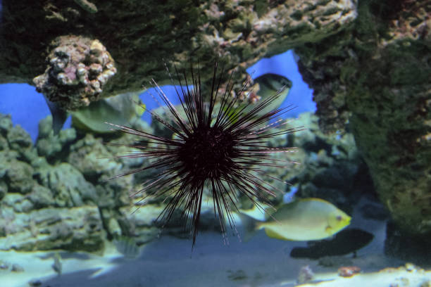 Black Long-spined Sea Urchin. Diadema setosum.