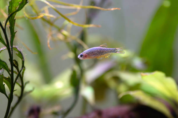 istock Galaxy rasbora freshwater fish - Danio margaritatus 2177517918