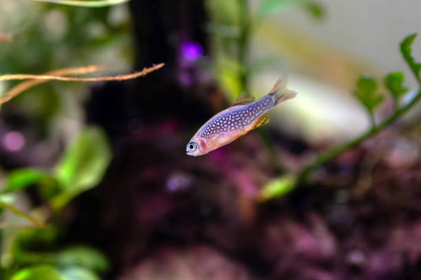 istock Galaxy rasbora freshwater fish - Danio margaritatus 2177517951