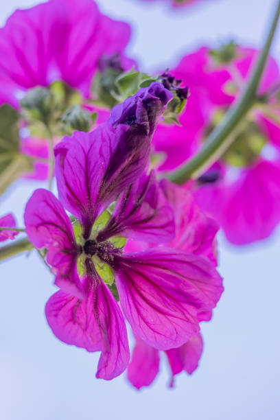 Closeup of Violet Malva Sylvestris or Common Mallow flowers. Very good nectar plant for many butterflies, bees and other insects.