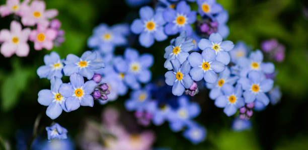 istock Blue and pink forget-me-not flowers. Selective focus 2177520398
