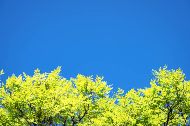 Sunny blue sky with treetops defocused blurred nature background