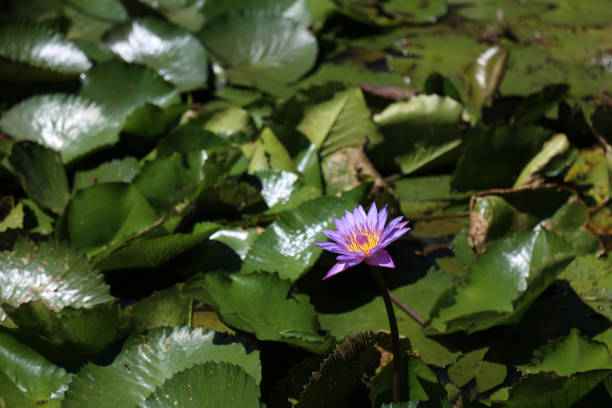 Purple water lily flowers blooming in garden pond