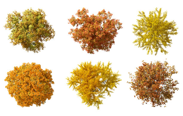 istock Topview autumn vibrant colours trees set on white backgrounds 3d render 2177527969