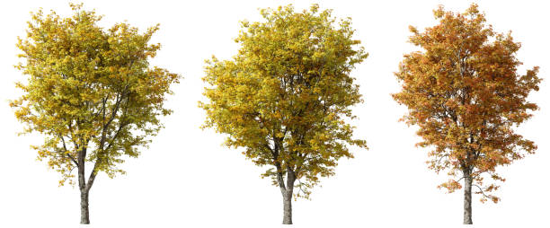 istock Vibrant autumn trees yellow and orange leaves cut out white backgrounds 3d render 2177527971