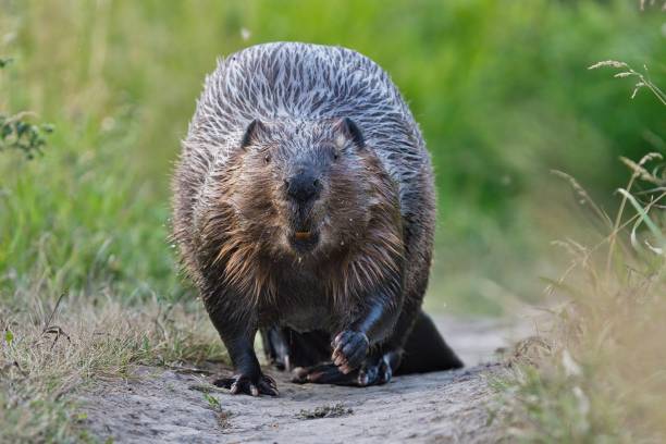 istock Funny low angle closeup view of beaver running towards camera 2177529400