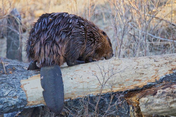 Closeup side view of beaver showing tail and eating a tree