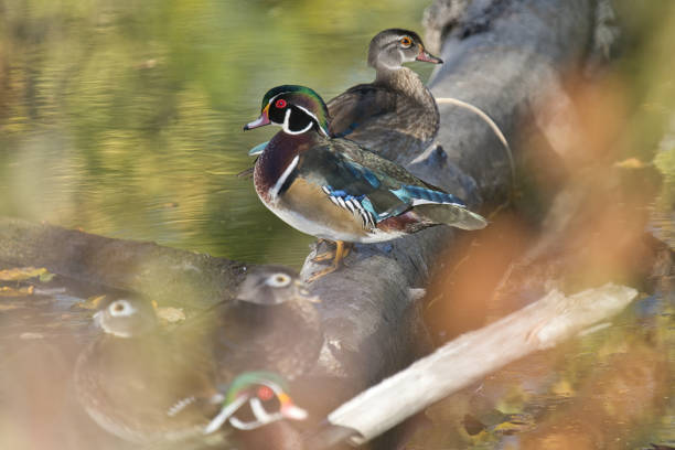 istock Group of very colourful wood ducks in fall 2177529422