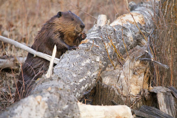 Funny eye level view of a standing beaver eating a tree