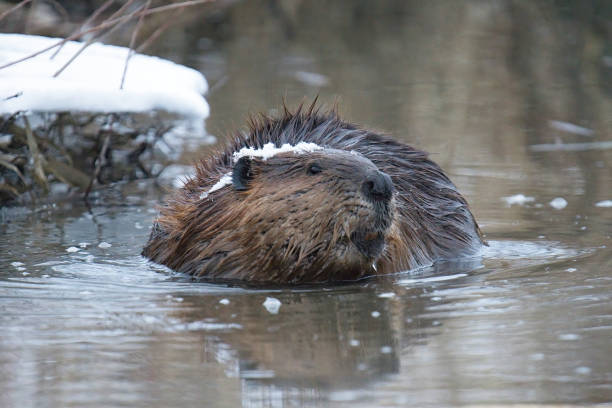 istock Closeup low angle view of beaver feeding on snowy day 2177529452