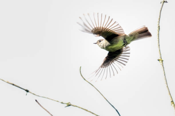 istock Western Wood-Pewee taking off a tree branch 2177530182