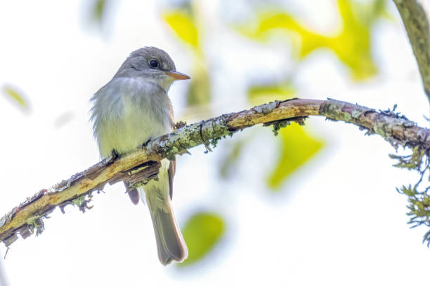 istock Western Wood-Pewee perched on a tree branch 2177530275