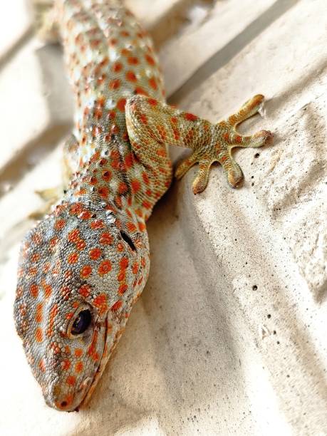 istock closeup of a gecko on a wall 2177536436