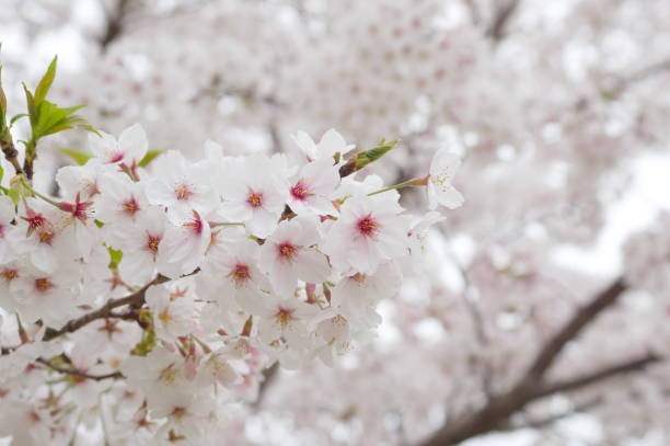 istock The graceful blossoms of the cherry tree (Cerasus) 2177536673