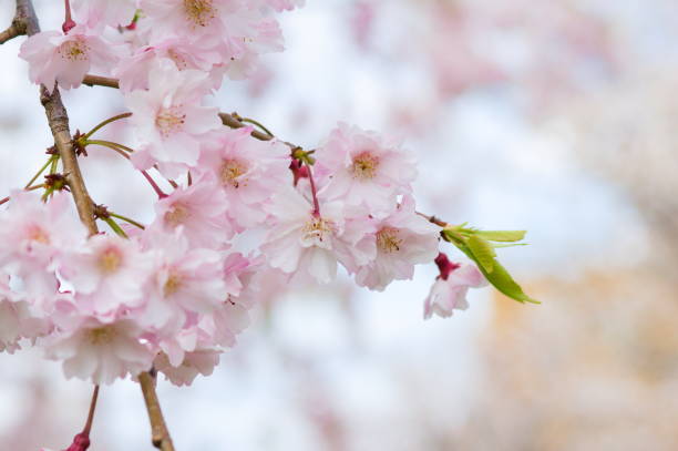 istock Cerasus, the cherry blossoms heralding the arrival of spring 2177536676