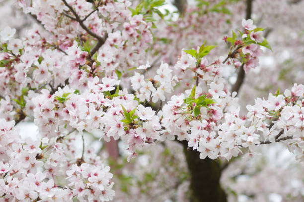 The graceful blossoms of the cherry tree (Cerasus)