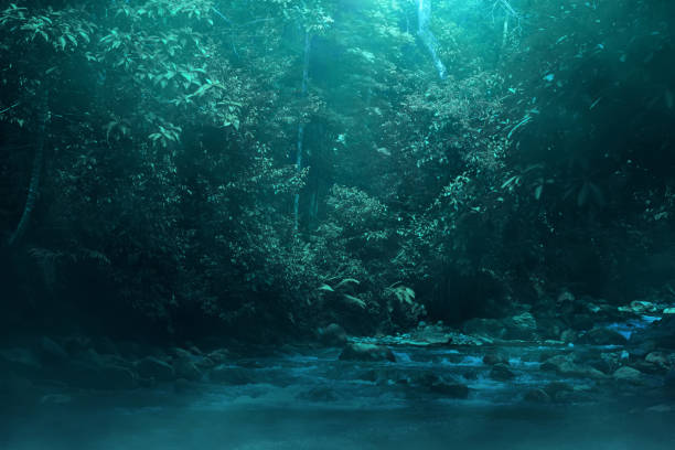 istock Dark forest with smoke mist fog,  Halloween theme 2177536796